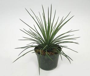Geminiflora Agave